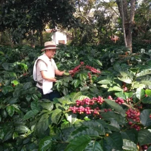 Tour Cafetero